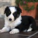 Cachorros border collie La Solanilla